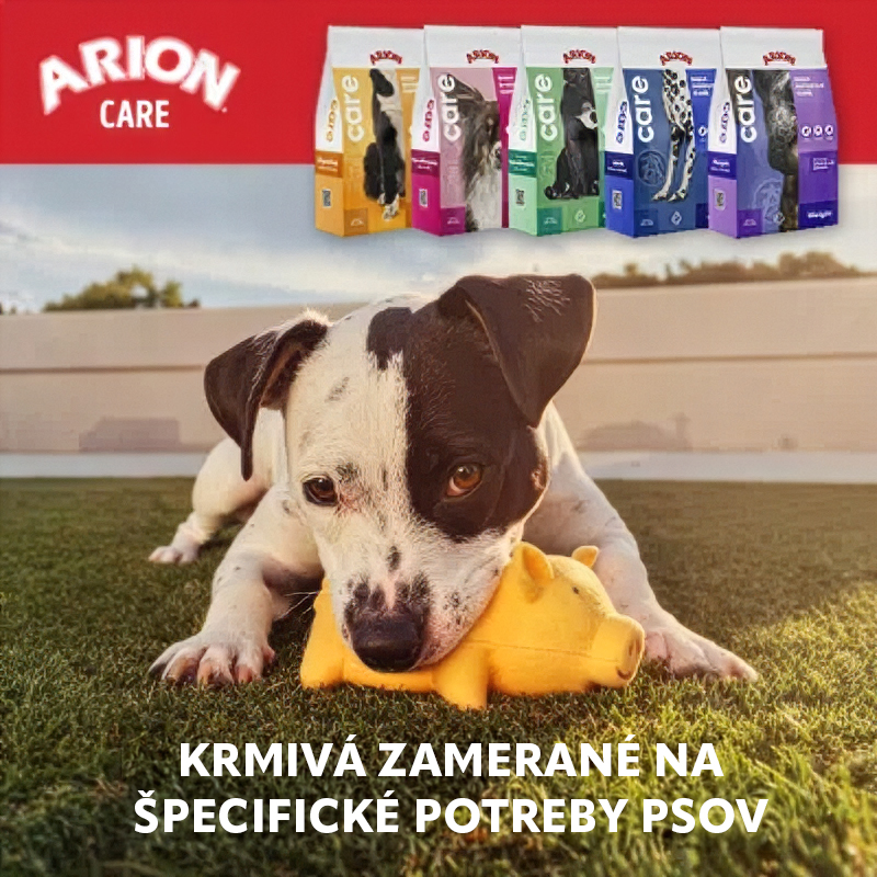 Čiernobiely pes s hračkou na trávniku