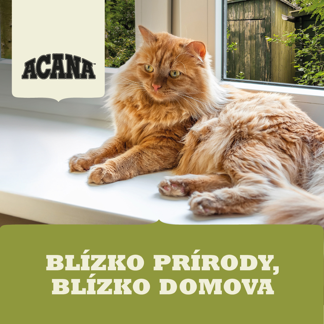 SK-Inz-Acana-Blizko-prirody-Kocka Zrzavá mačka leží na bielom parapete pri okne s logem ACANA