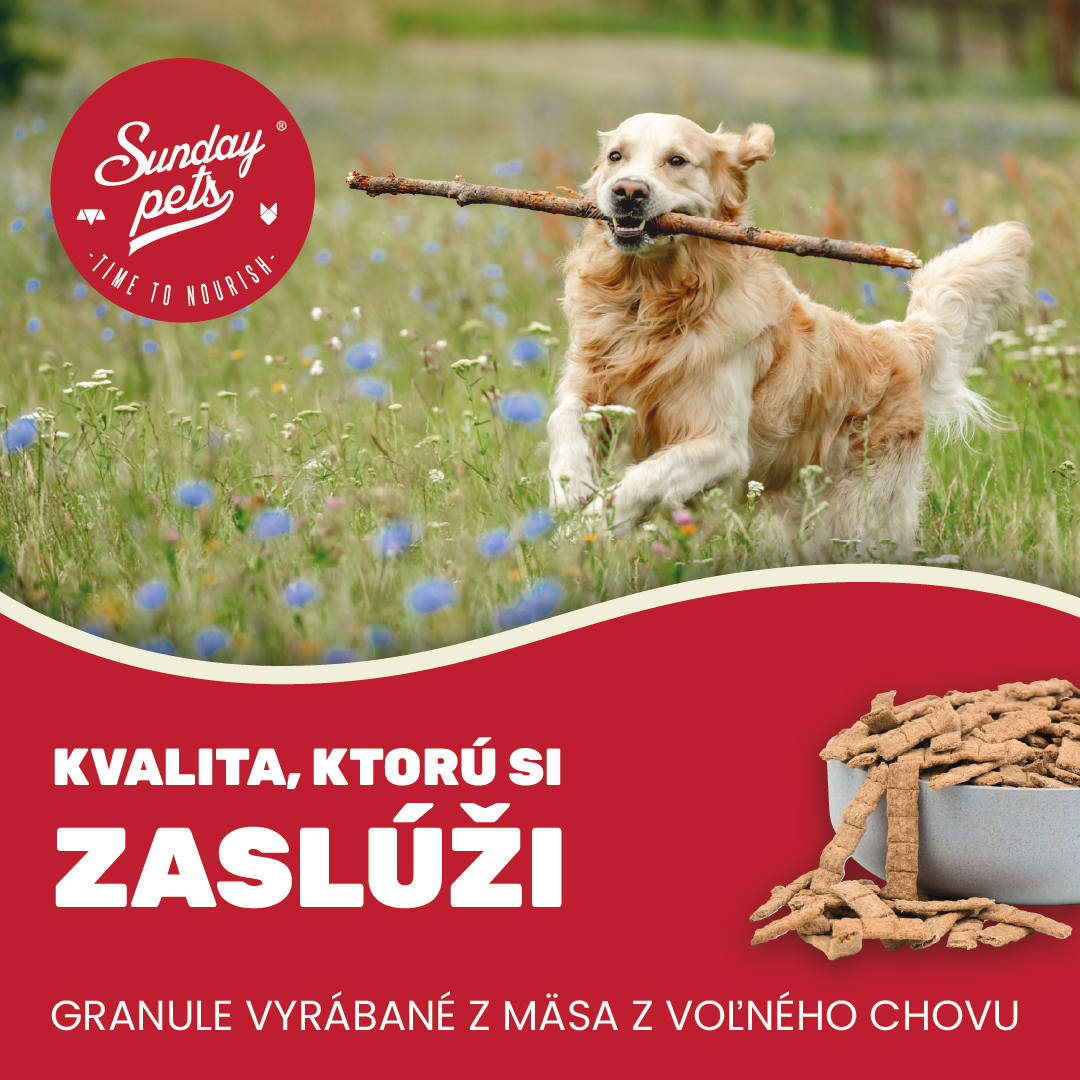 SK-Inz-SP2 Bežiaci pes s konárom v papuli na lúke s logom Sunday Pets