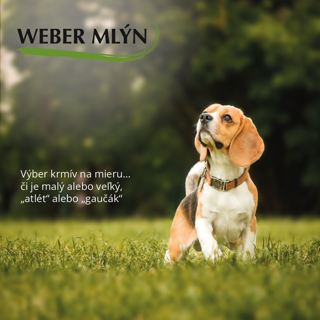 SK-Inz-WM3 Pes sediaci na lúke s pohľadom nahor na logo Weber mlýn
